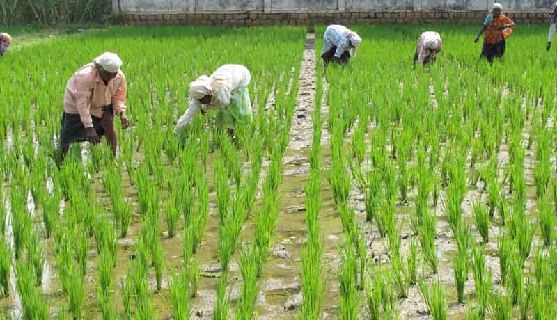 The Importance of Sustainable Agriculture for Rural Prosperity